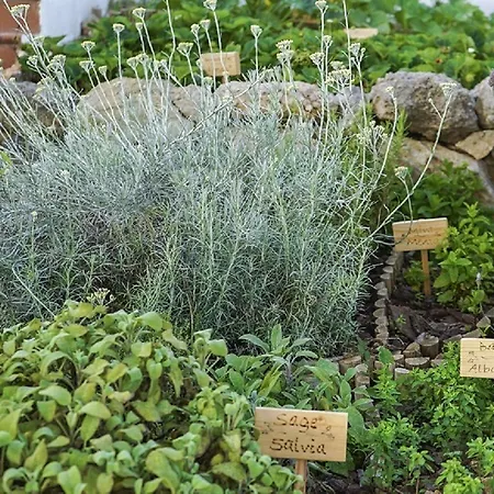 Lejlighedshotel White Sands Club Arenal d'en Castell